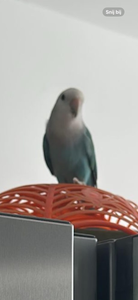 Vogel (Dwerg-)papegaai