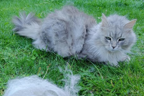 Kat Langharig