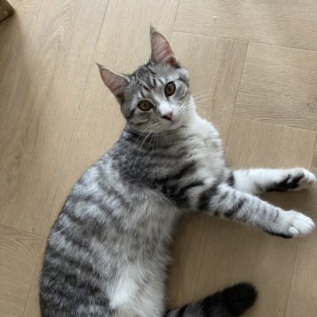 Kat Maine Coon X