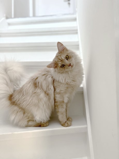 Kat Maine Coon