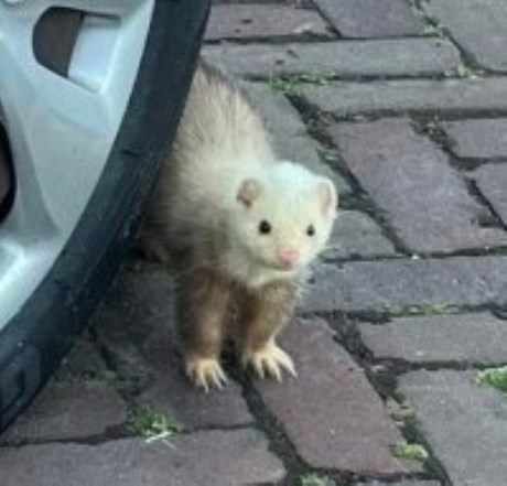 Kleine roofdieren Fret