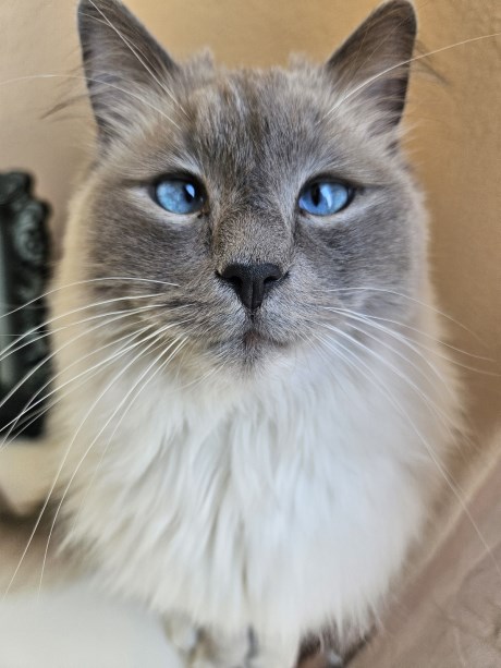 Kat Ragdoll