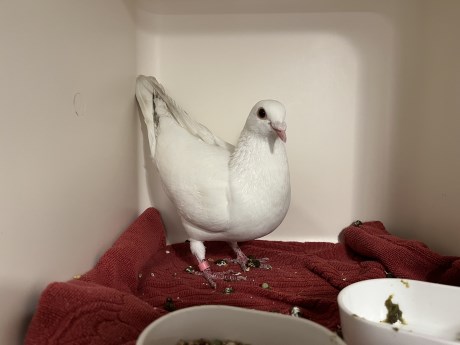 Vogel Duif