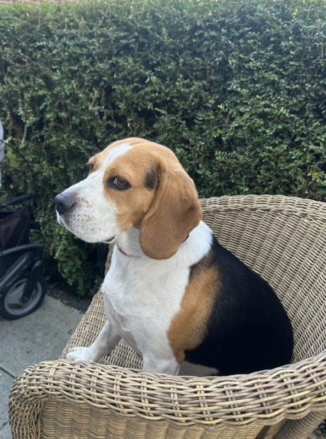 Hond Beagle