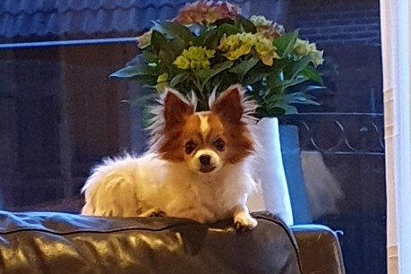 Hond Kruising