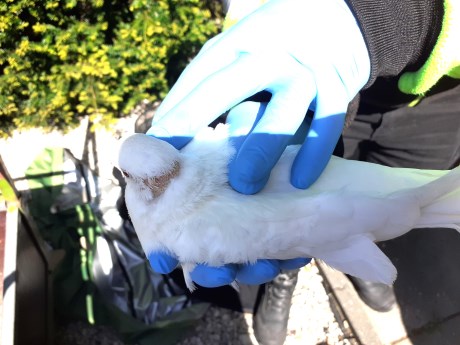 Vogel Duif
