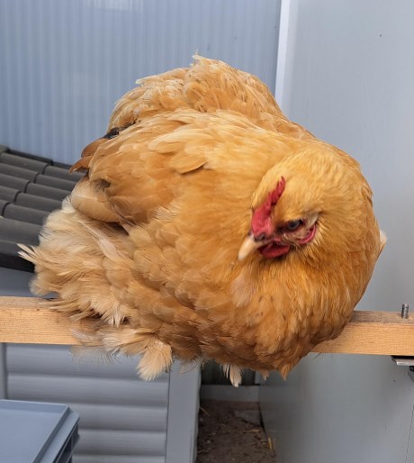 Vogel Hoendervogel