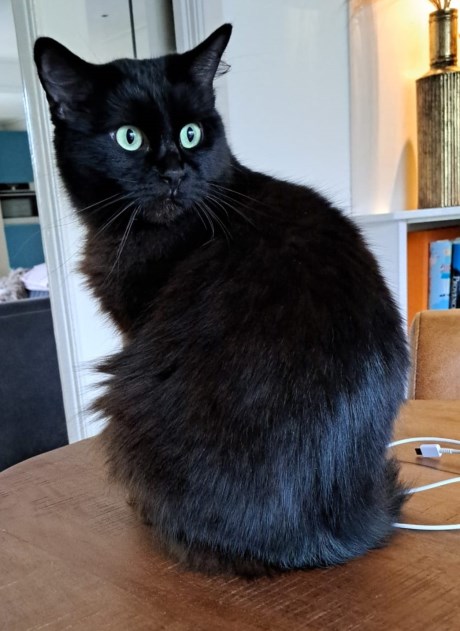 Kat Ragdoll