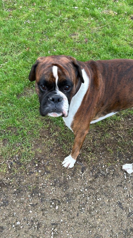 Hond Boxer