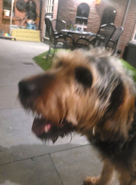 Hond Kruising