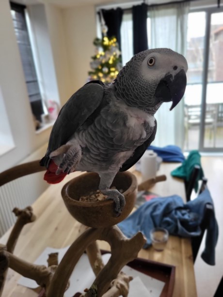 Vogel Overige rassen