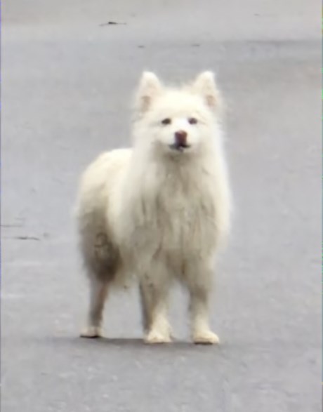 Hond Keeshond