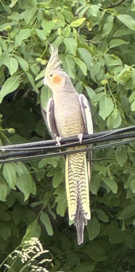 Vogel Valkparkiet