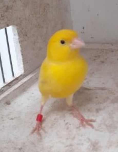 Vogel Kanarie