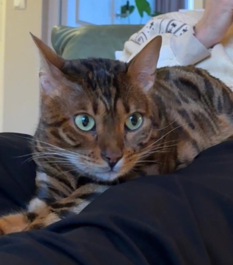 Kat Bengaal