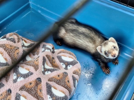 Kleine roofdieren Fret