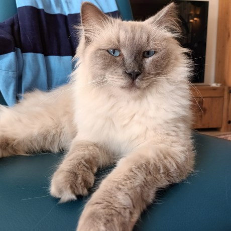 Kat Ragdoll
