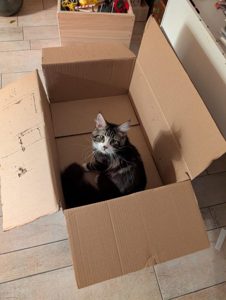Kat Maine Coon X