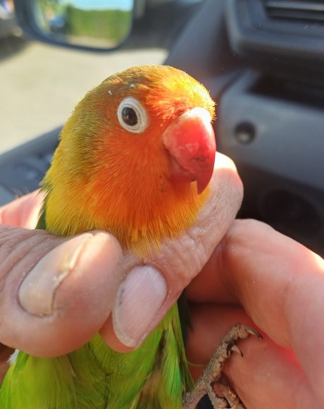 Vogel (Dwerg-)papegaai