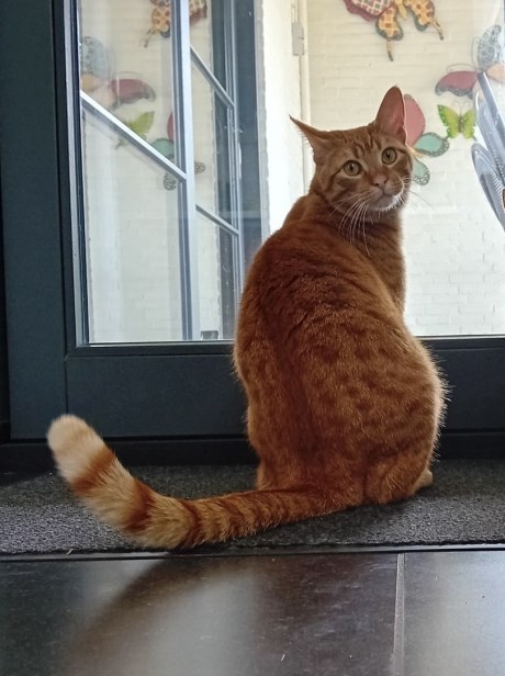 Kat Brits korthaar