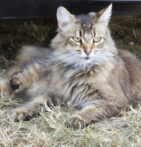 Kat Somali