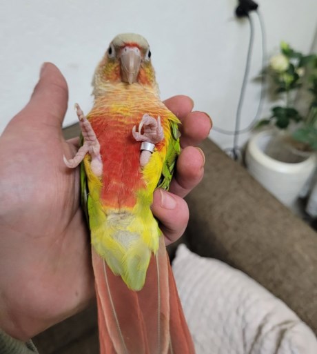 Vogel Pyrrhura