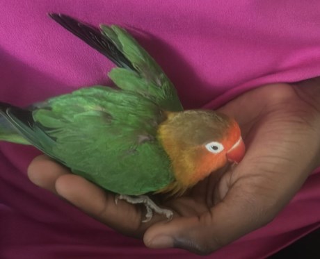 Vogel (Dwerg-)papegaai