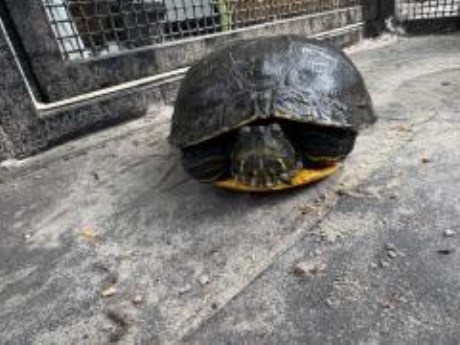 Reptiel Schildpad