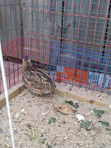 Vogel Hoendervogel