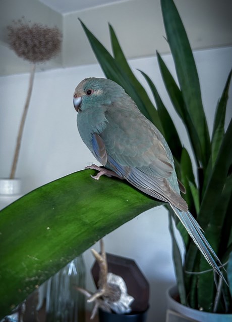 Vogel Parkiet
