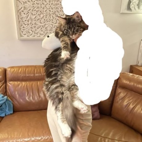 Kat Maine Coon