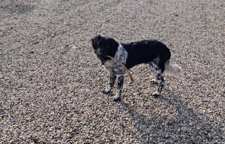 Hond Friese Stabij
