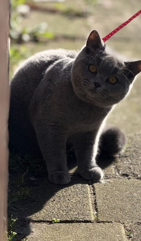 Kat Brits korthaar