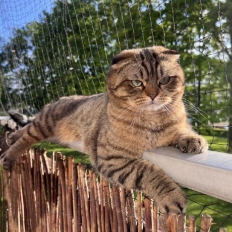 Kat Scottish Fold