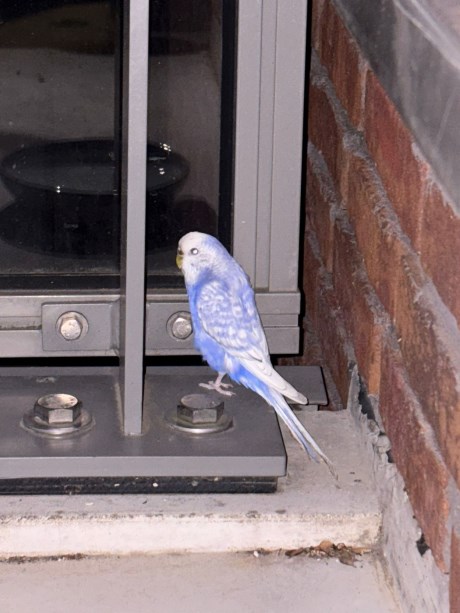 Vogel Parkiet