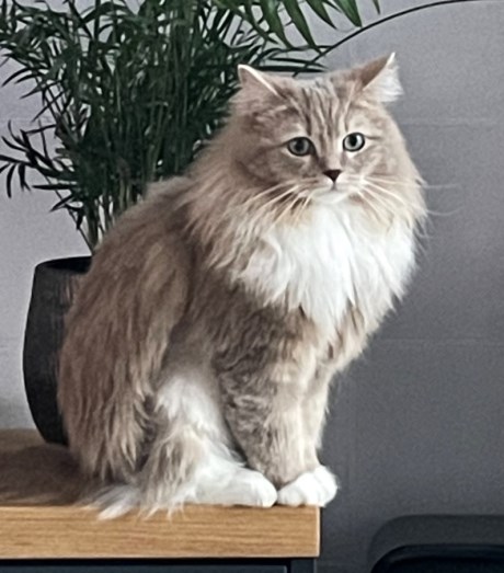 Kat Ragdoll