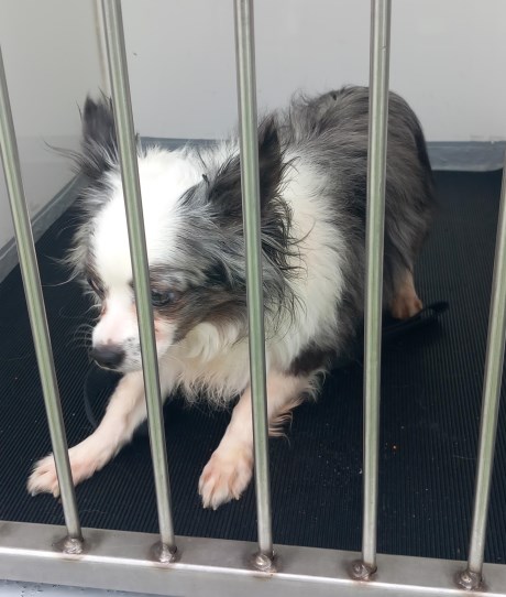 Hond Chihuahua