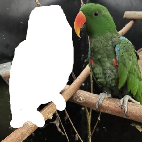 Vogel (Dwerg-)papegaai