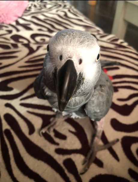 Vogel (Dwerg-)papegaai