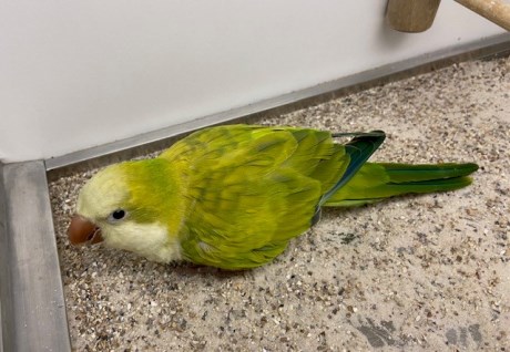 Vogel Parkiet