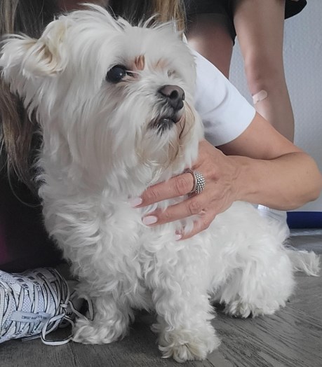 Hond Boomer