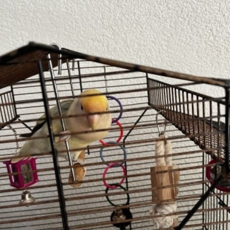 Vogel (Dwerg-)papegaai