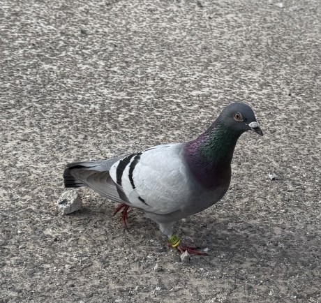 Vogel Duif