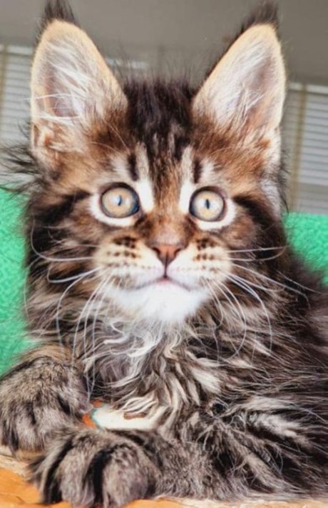 Kat Maine Coon