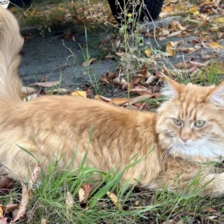 Kat Maine Coon