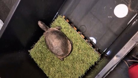 Reptiel Schildpad