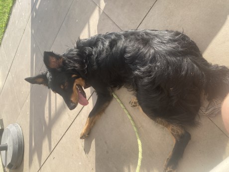 Hond Kruising