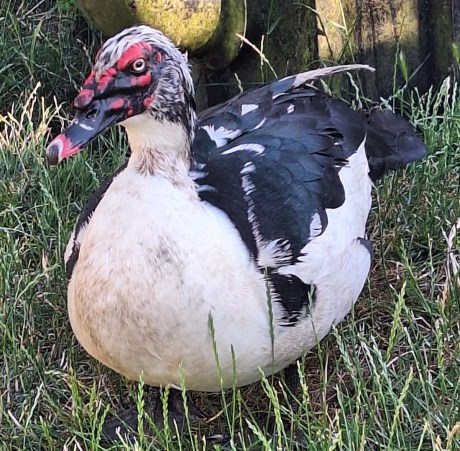 Vogel Watervogel