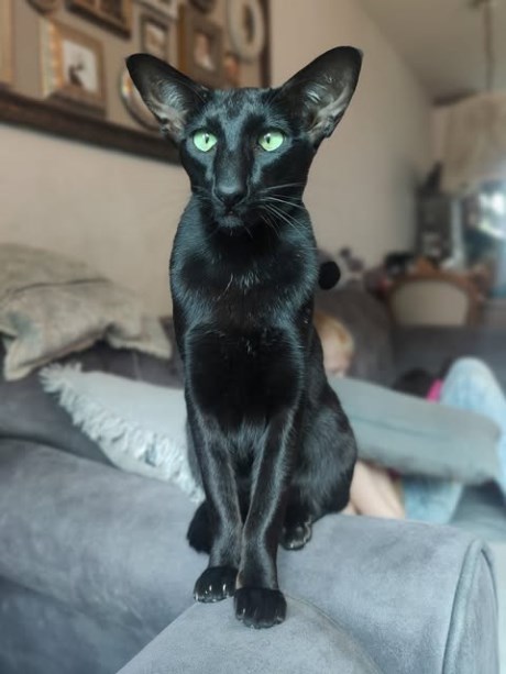 Kat Oosters korthaar