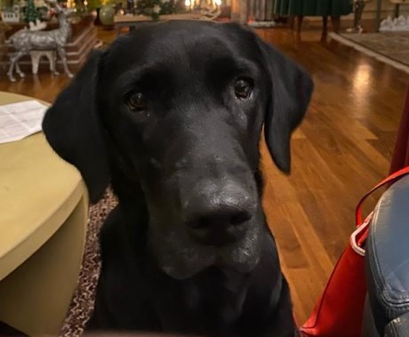Hond Retriever